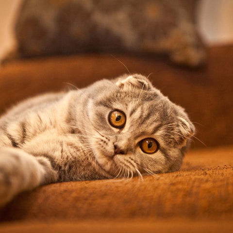Example picture of the Scottish Fold Cat Breed