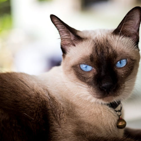 Example of the Siamese Cat Breed