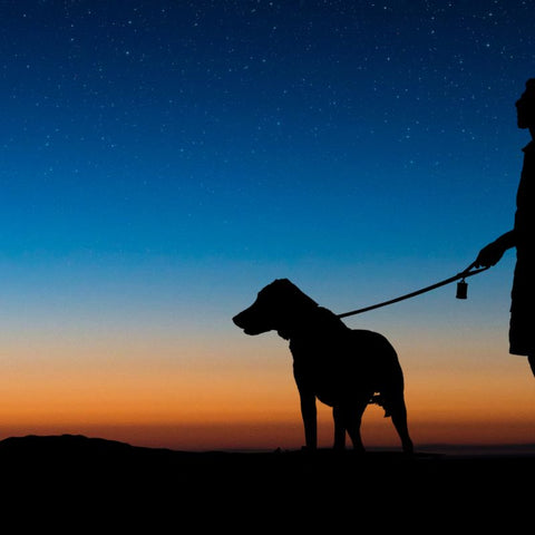 Silhouette of Dog in The Night