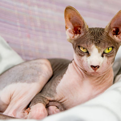 Example of the Sphynx Cat Breed