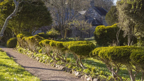 Side Garden at Godolphin Estate Cornwall