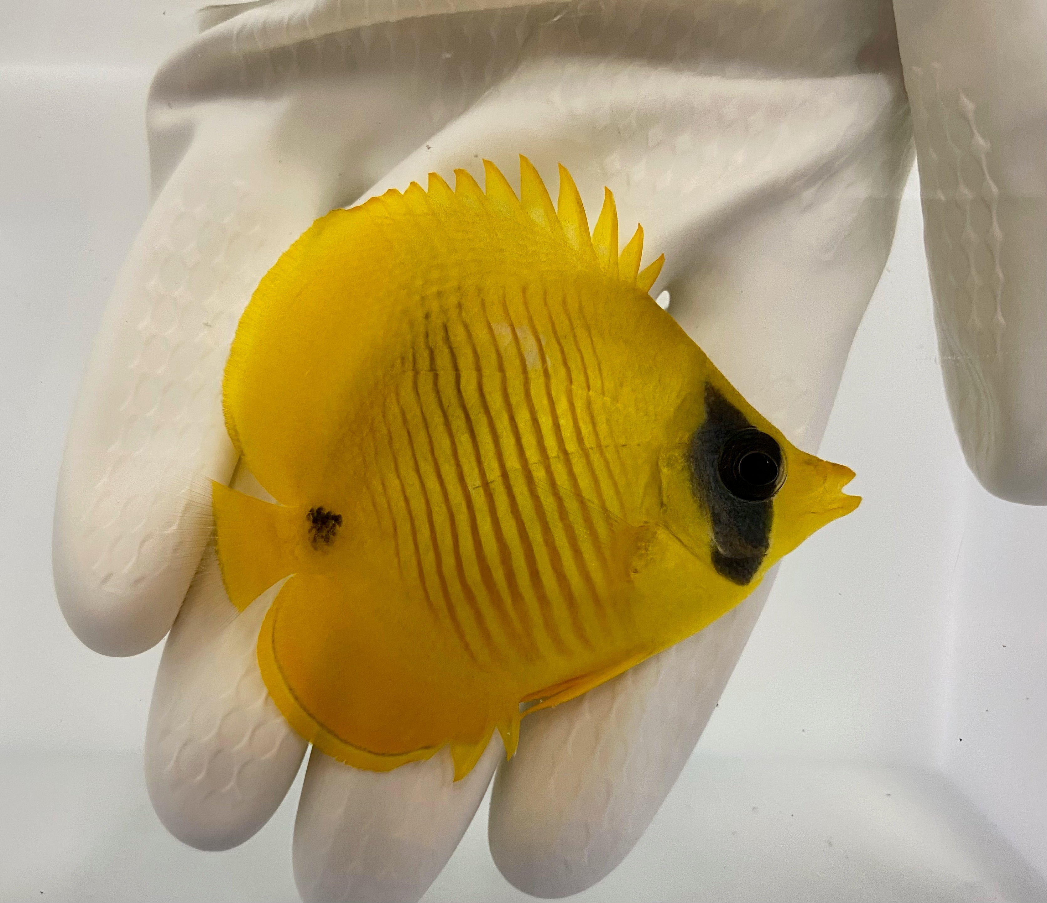 Butterflyfish