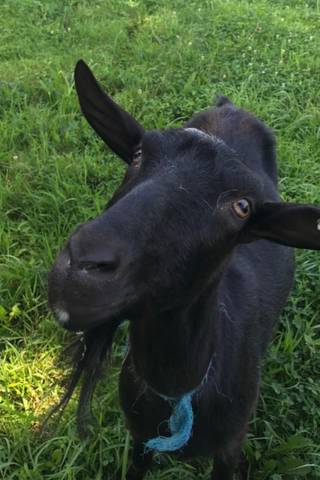 Healthy & Happy Grass-Fed Goats