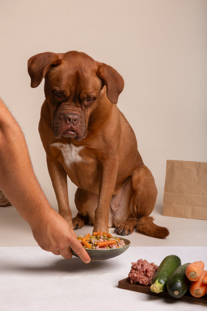 A variety of raw meat, bones, and organs, demonstrating the components of a balanced raw food diet for dogs.