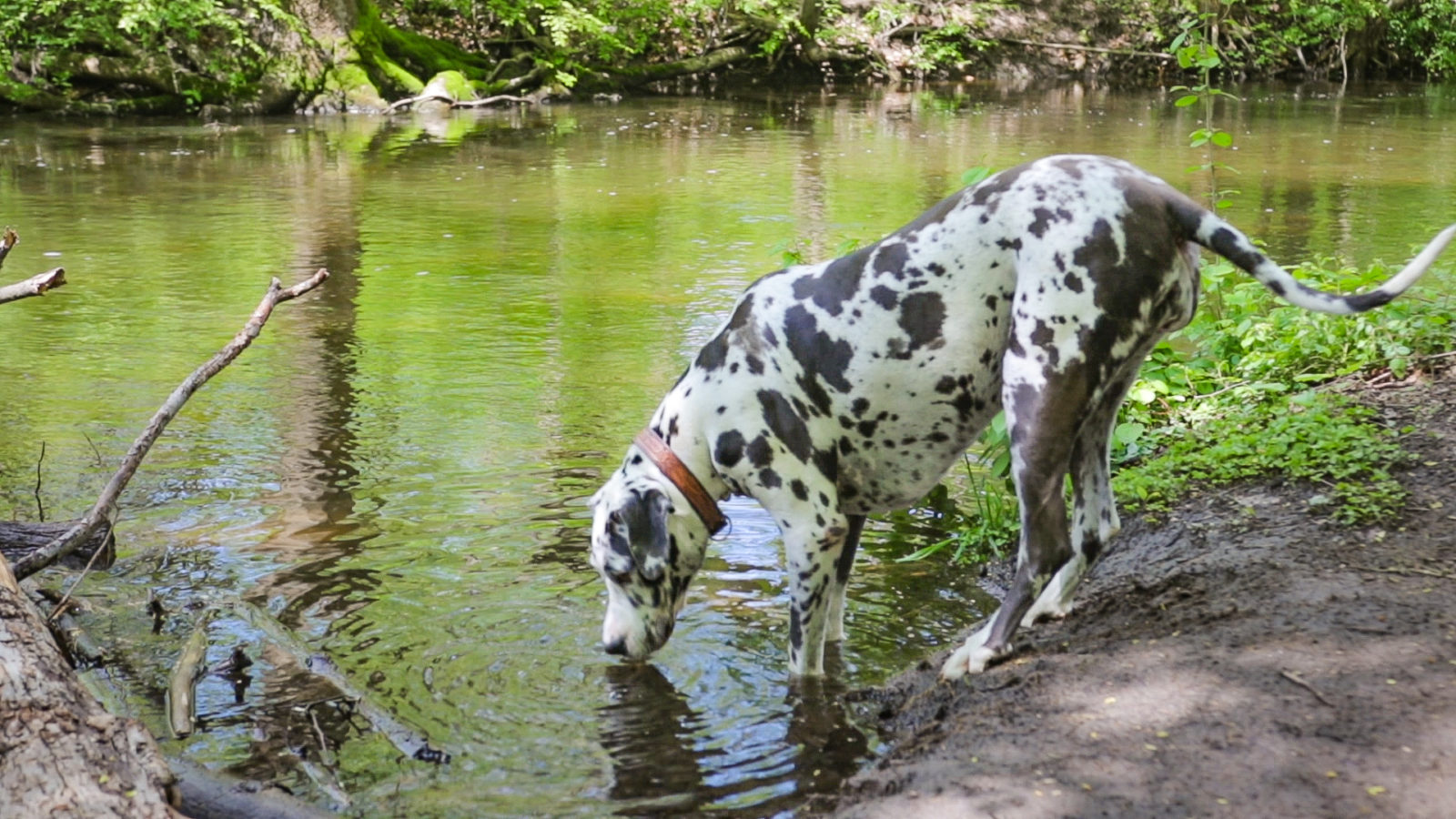 dog nutrionist