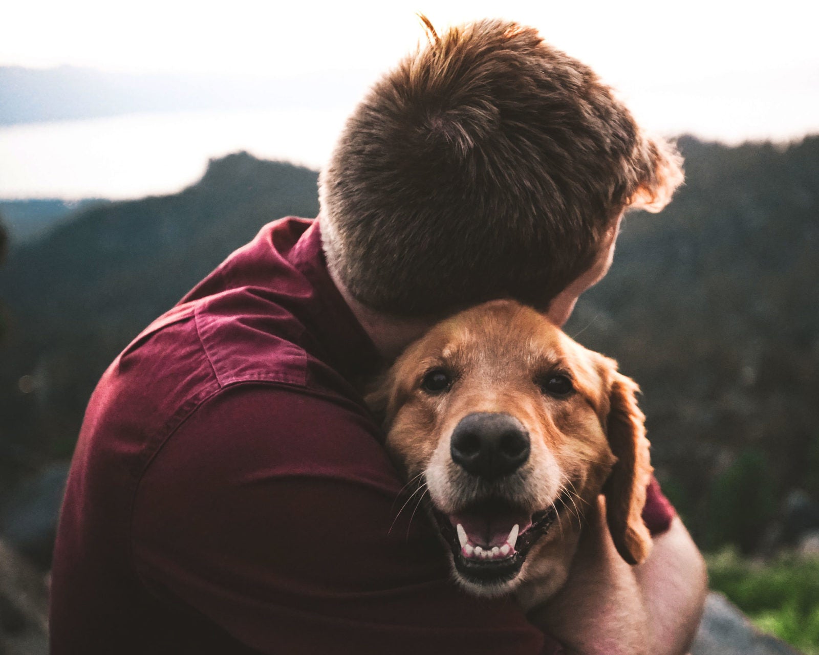 golden retriever with guy senior dog feeding guide