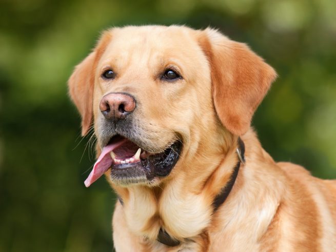 Lab retriever with raw dog food