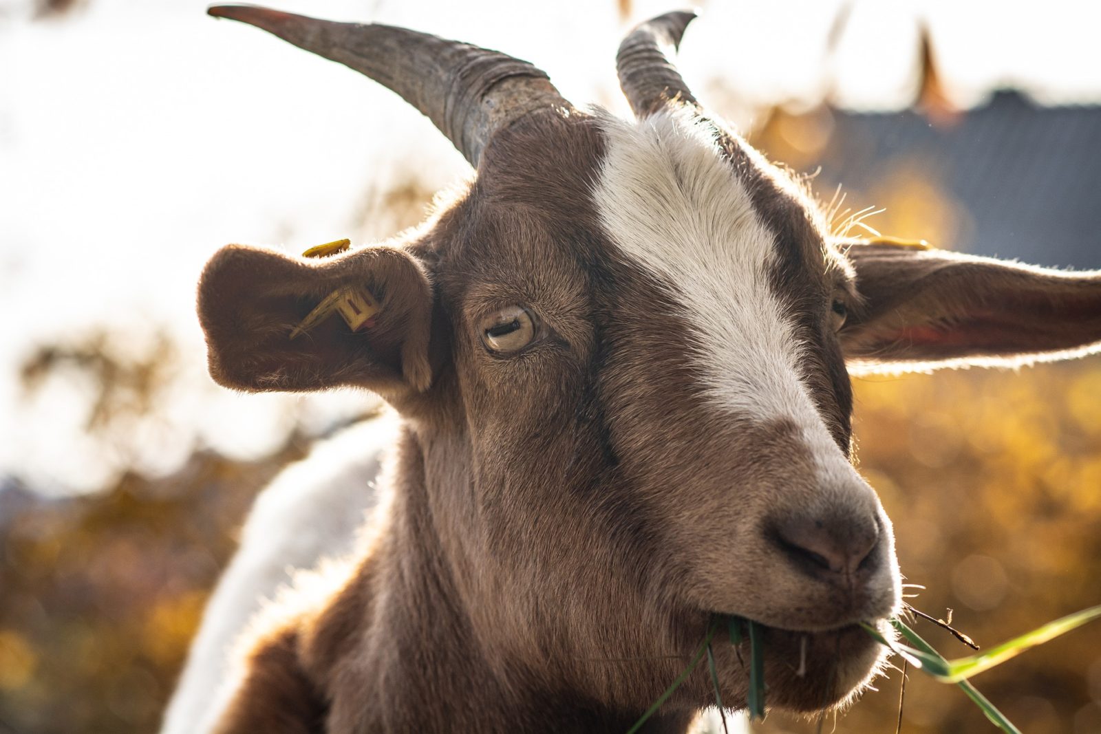 Raw goat milk goat picture