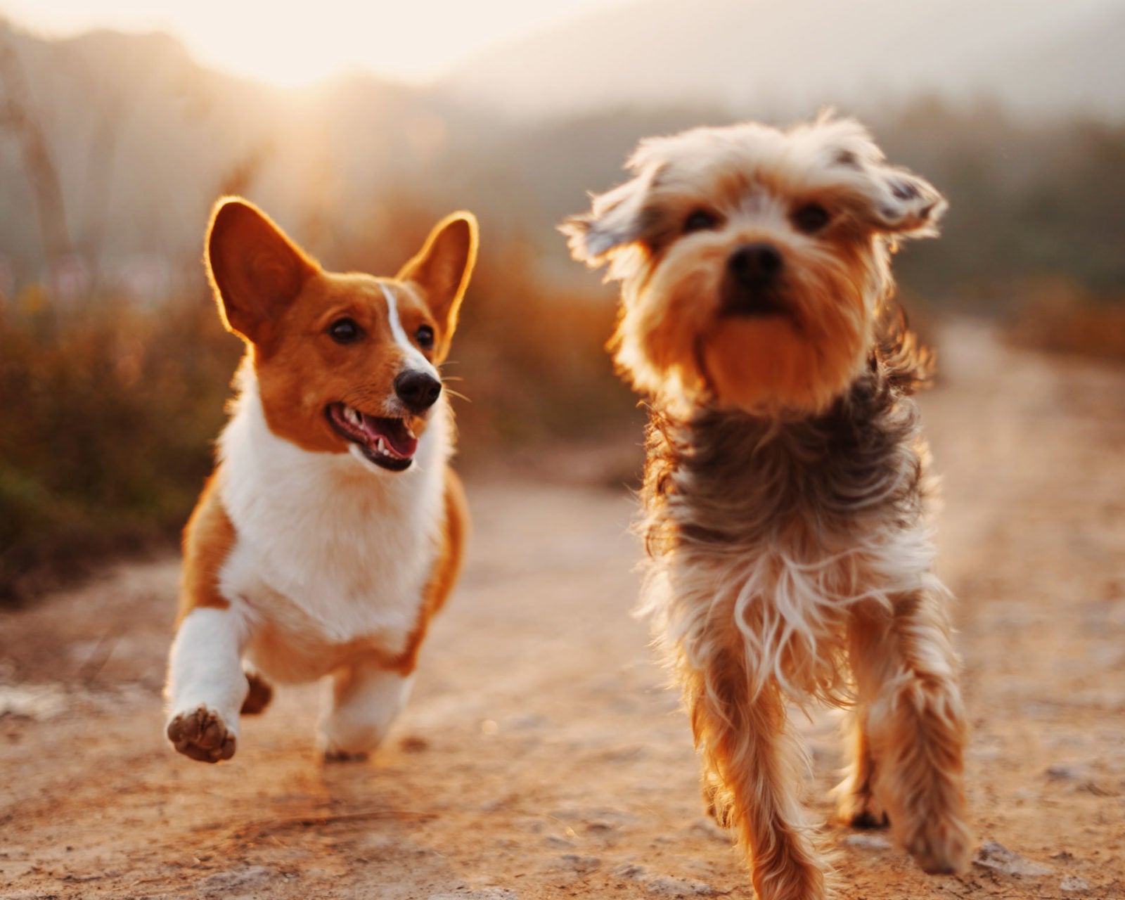 two dogs feeding your senior dog raw food diet