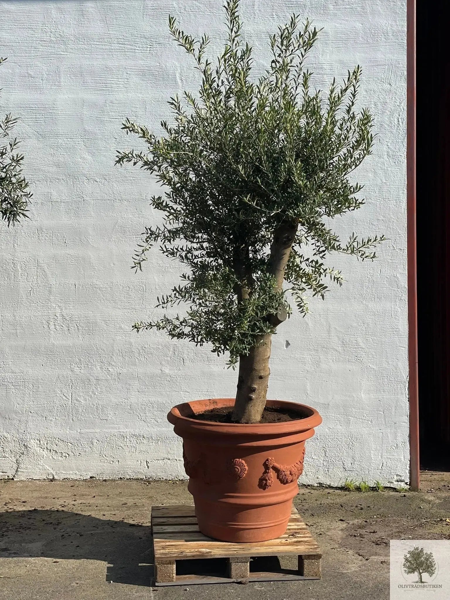 Kruka Terrakotta - Impruneta Garland - 80 cm diameter - 62 cm höjd Olivträdsbutiken