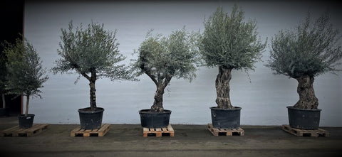 utvalg av oliventrær