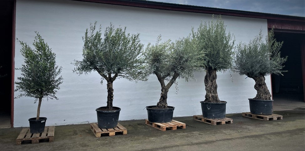 Frakt av oliventrær