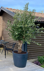 oliventræ 30 år