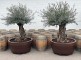 Stora krukor olivträd