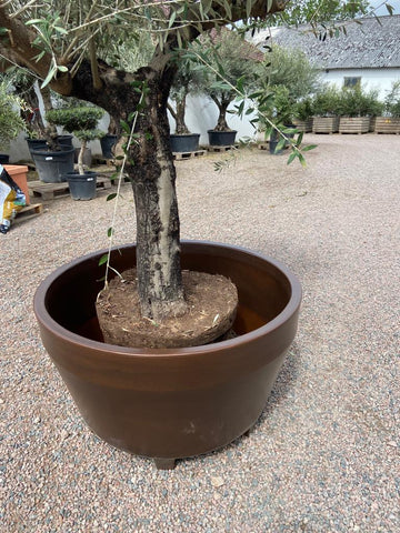 stor kruka plantering olivträd