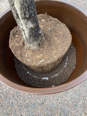 stor potte til planting av oliventre
