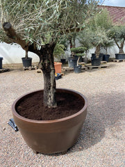 stor kruka plantering olivträd