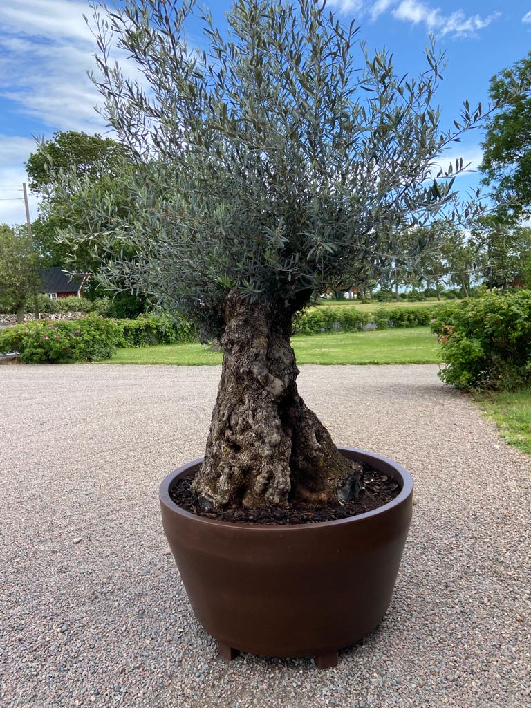 200 år gammalt olivträd