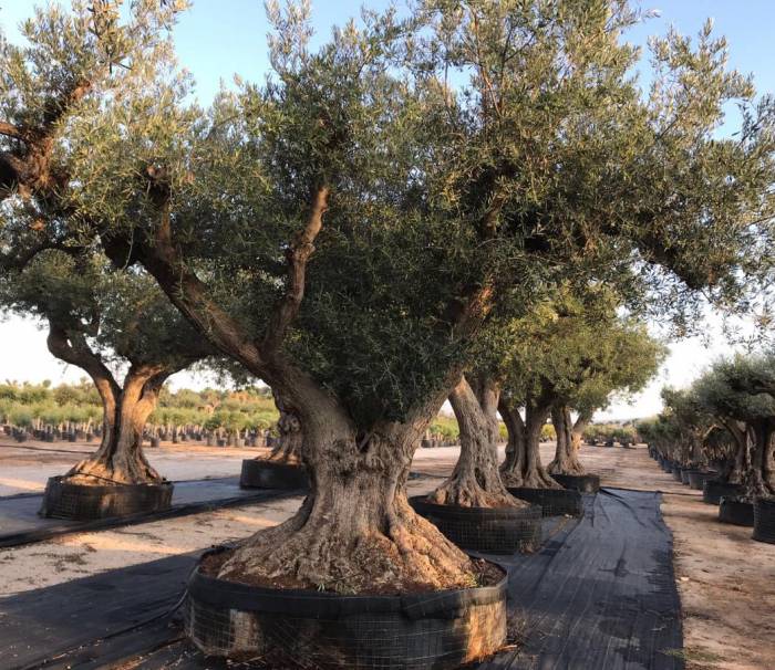 olivträd regional
