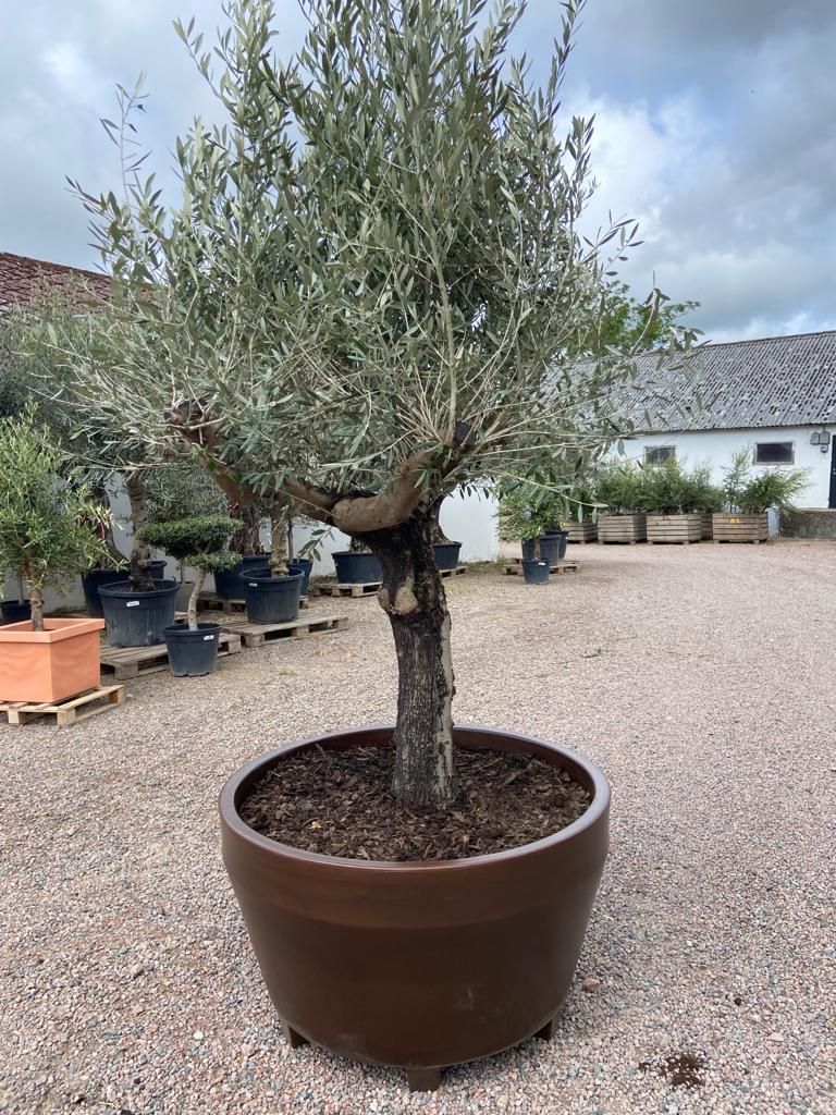 olivträd 40 år