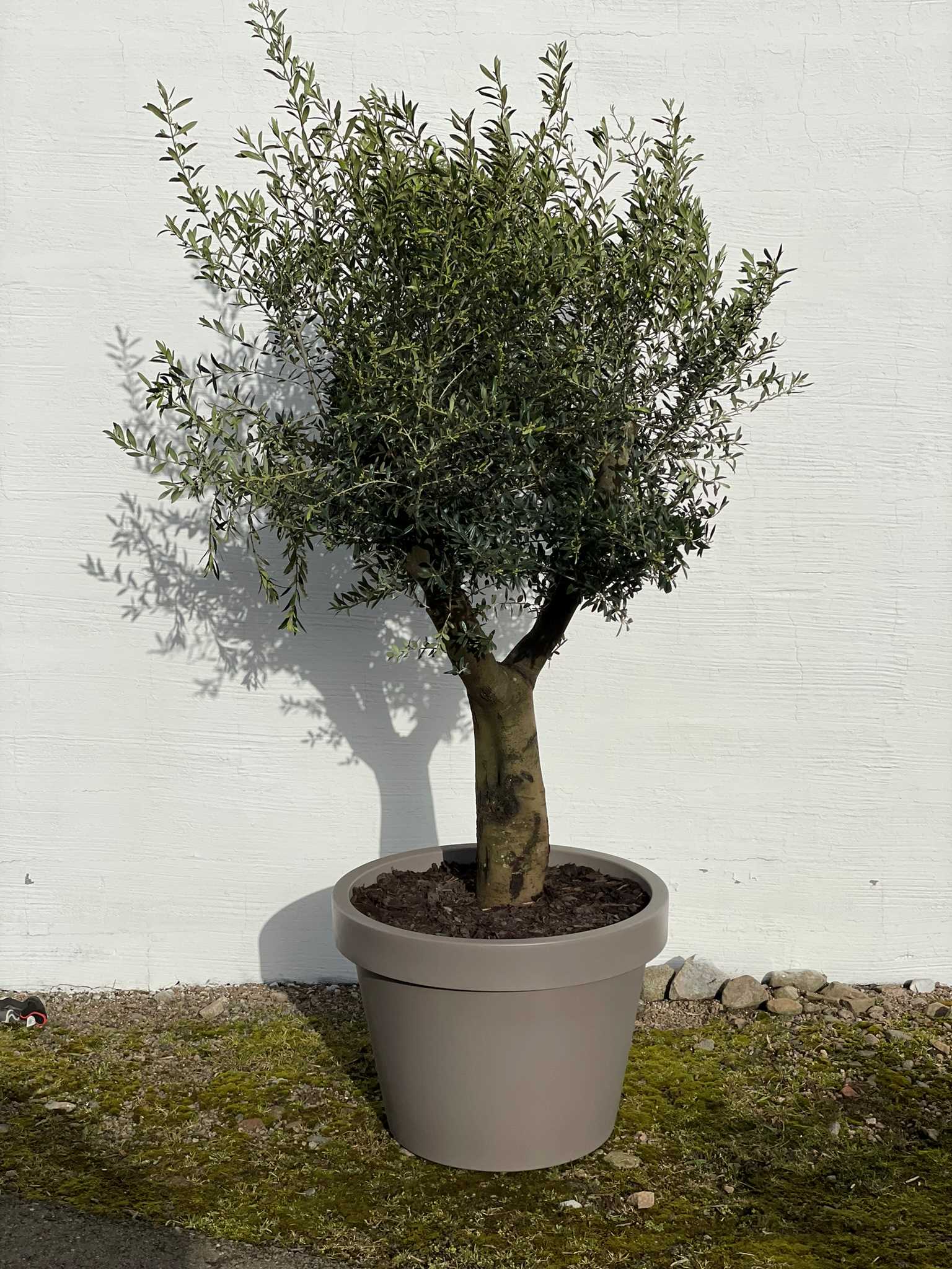 olivträd 40 år