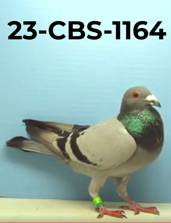 23-CBS-1164 BB C. Inbred to Rudy of Gaby Vandenabeele.