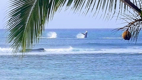 Amazing Whales Seen When Paddleboarding in New Zealand