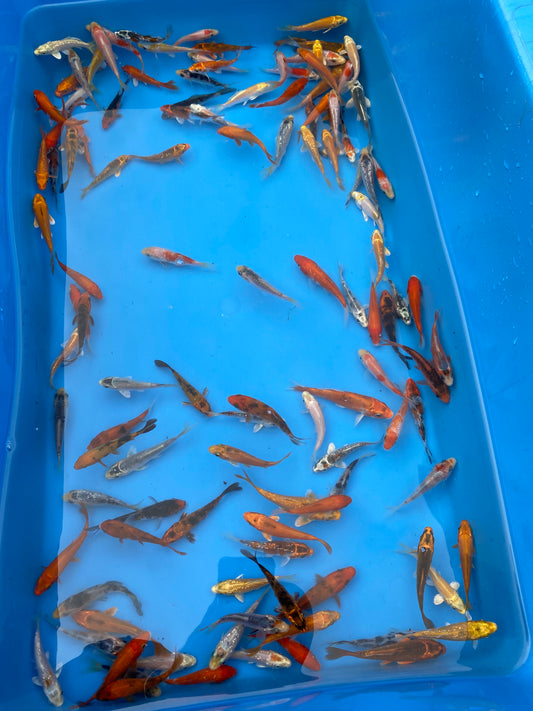 Starter Koi Pack - Laguna Koi Ponds