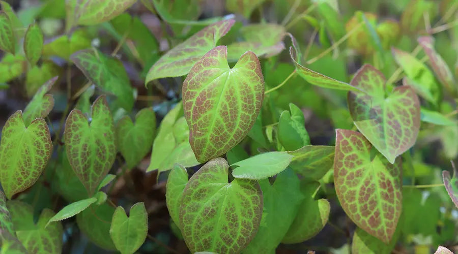 Horny Goat Weed