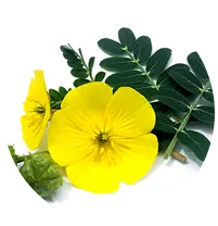 Tribulus Terrestris