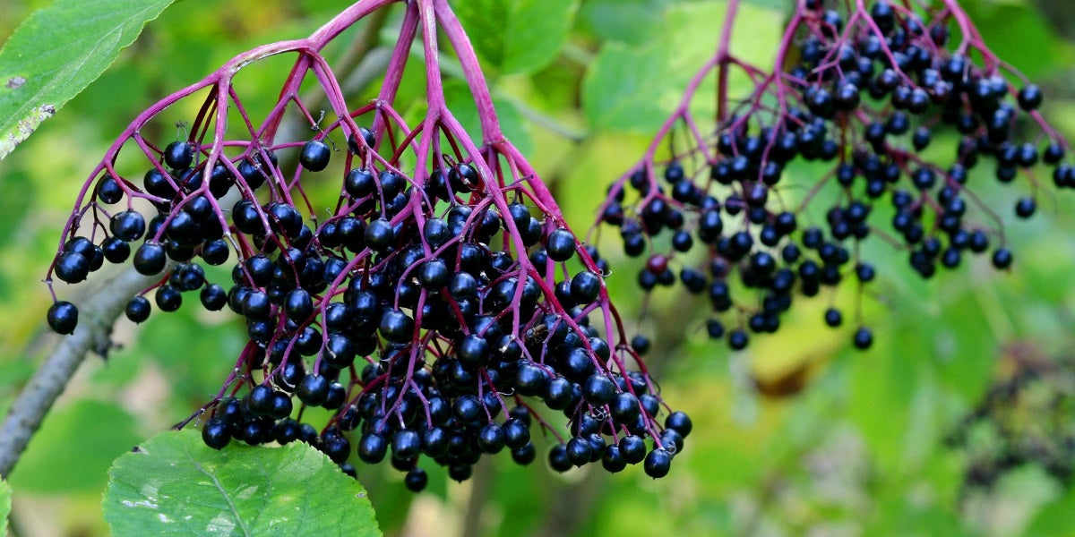 Image result for Elderberry