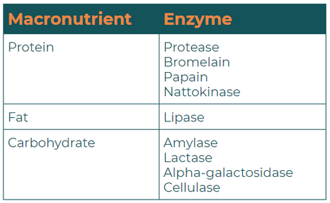 enzymes digestive guide ase end scientists notice because