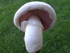 common white mushroom, Agaricus bisporus