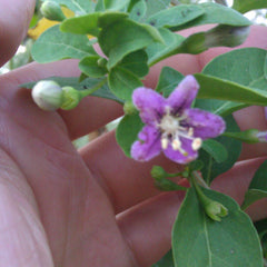 Goji Berry Flower