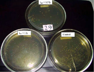 Selected Petri dishes with grown colonies of E. Coli