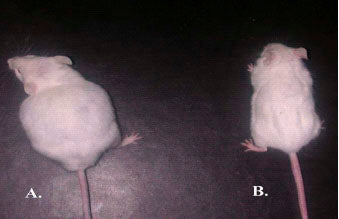 The appearance of mice from “control” (A) and “preventive treatment” groups