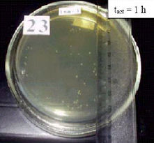 MRET activated Petri dish after 60 minutes
