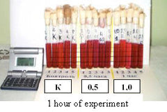 Photo of test tubes after 1 hour of experiment