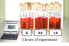 Photo of test tubes after 3 hours of experiment