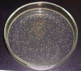Petri dish experiment after 30 min