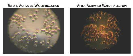 Live Blood Cell Analysis Photo 1