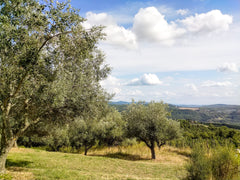 Olive trees in orchard