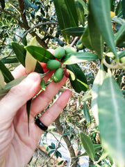 Olives growing on tree