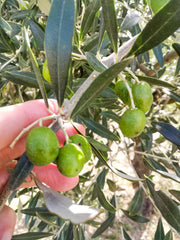 Olives growing on tree