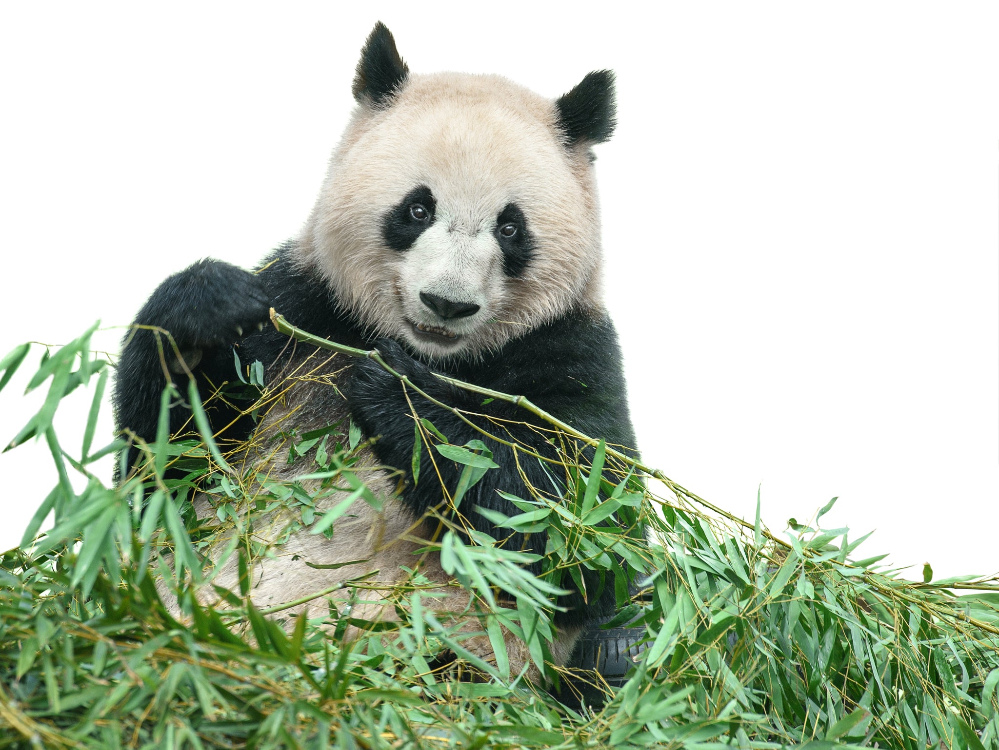 Panda with Bamboo