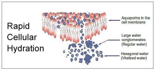 Drawing showing rapid cellular hydration