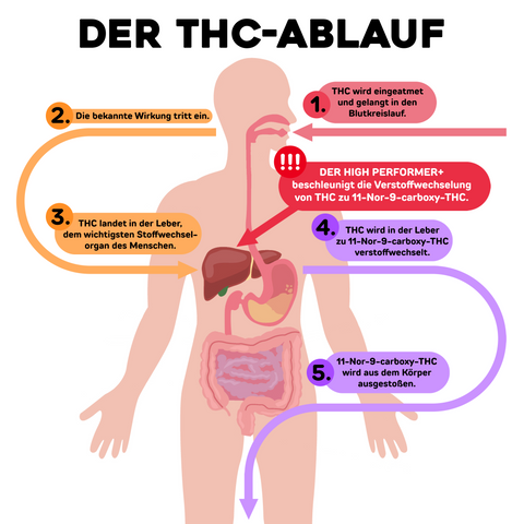 Der THC-Ablauf im Körper