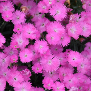 Firewitch Pinks