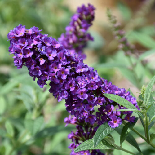 Miss Violet Butterfly Bush, 2 Gal.