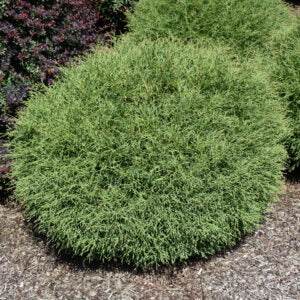 Mr. Bowling Ball Arborvitae